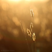 /album/galerie-de-photos-galerie-photos/frida-dumont-img-0800-jpg/